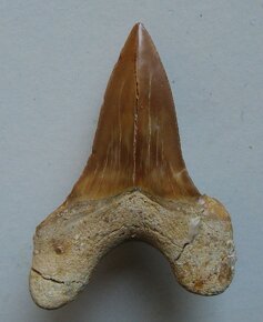 Zub fosilní - Otodus obliguus - 2