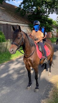 Top WpB pony klisna do sportu i k dětem - 2