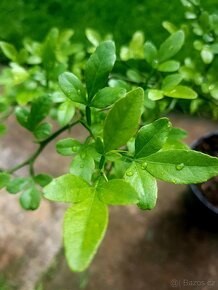 Citronečník Poncirus ,Trifoliata Citronečník trojliistý,keře - 2