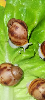 Archachatina marginata ovum albino body - 2