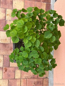 Bonsai, Bonsaj, jamadori, lípa srdčitá - 2