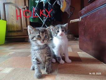 mainská mývalí koťata křížená - 2