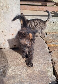 Dvě kočičí slečny hledají milující domov 🏡🐾 - 2