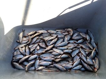 Nástražní rybičky - plotice, perlíny a karase - 2