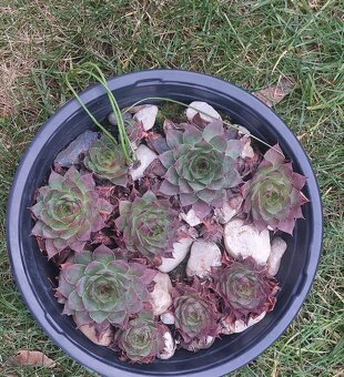 Prodám misku s netřesky. - 2