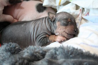 Americký bezsrstý teriér štěňata - 2