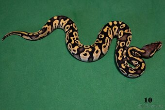 Krajta královská/python regius - 2