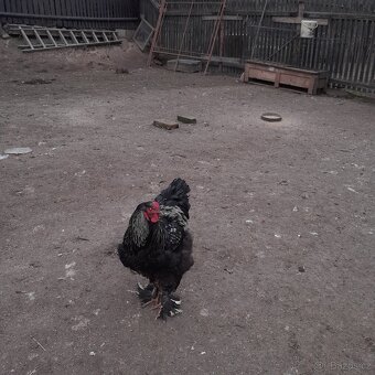 Kohouti brahmanky - 2