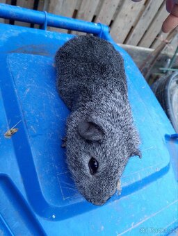 Morčata Cuy kluci - 2