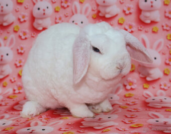 Zakrslý modrooký rex beránek , maličká samička - 2