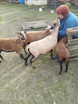 kamerunské ovce - 2