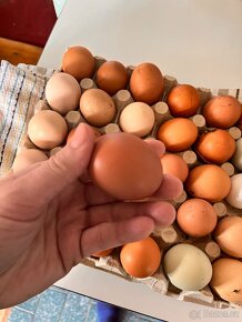 Prodám domácí vejce - 2