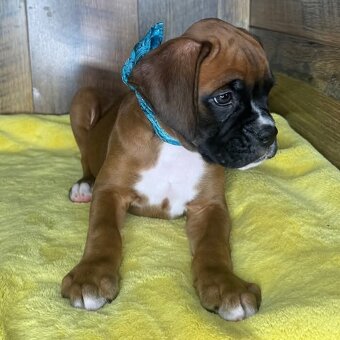 Německý boxer štěňata s PP - 2
