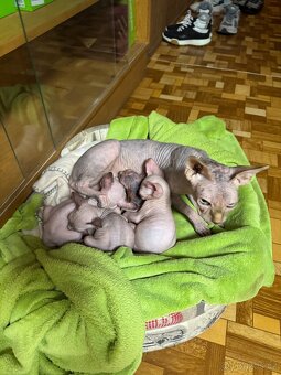Sphynx - 2