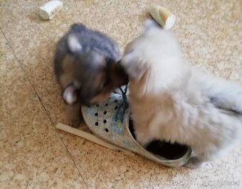 Německý špic trpasličí - 2