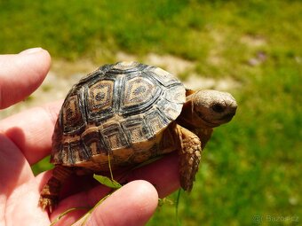 Želva pardálí (Stigmochelys pardalis) - 2