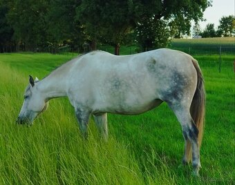 Lusitano kobyla - 2
