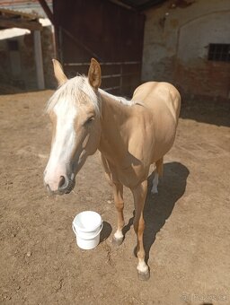klisna QH - 2