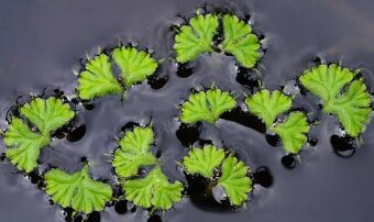 Ricciocarpus natans (plovoucí játrovka) - 2