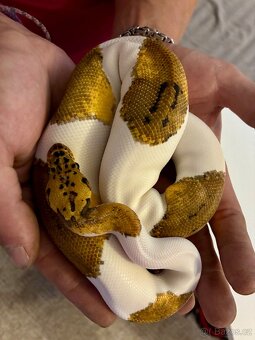 Krajta Královská - Pastel Piebald Clown - 2