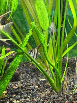 Skalara Amazonská - 2