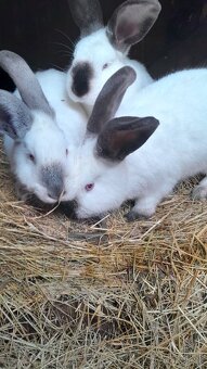 Prodám Kalifornské králíky - 2