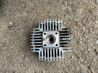 Hlava manet korádo - 2