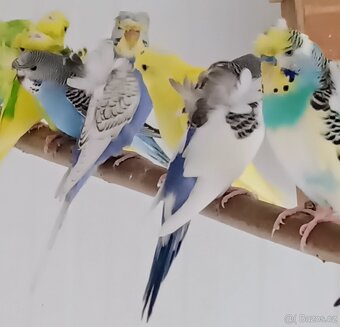 Andulky hagoromo - 2