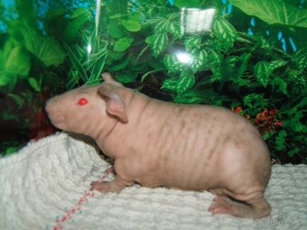 Skini-bezsrstá morčata - - 2