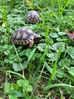 Želva suchozemská - zelenavá, vroubená - 2