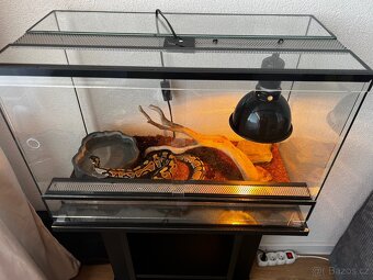 Predám pytóna aj terarium - 2