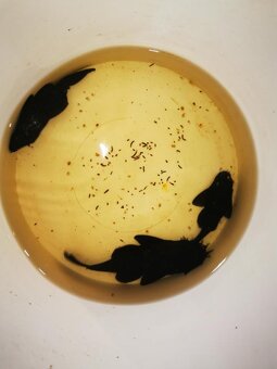 Krunýřovec L213 (Galaxy) - 2