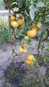 Sazenice rajčat - 2
