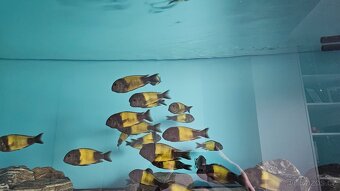Tropheus Ikola F1 - 2