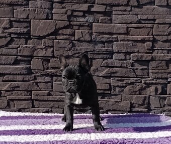 French bulldog/ francouzsky buldoček s PP - 2