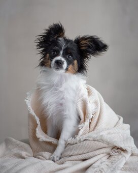 Papillon s rodokmeňom - 2