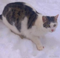Kočka v srdci,z.s.nabízí k adopci:Plašší bílomour Martínek - 2