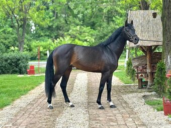 Jumping Horse Forsale - 2