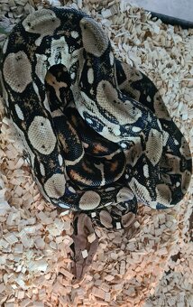 Boa imperator - 2