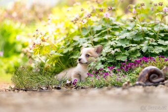 Welsh corgi Pembroke s PP - 2