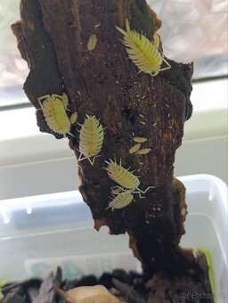 Isopody stinky - 2