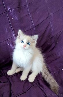 Ragdoll koťátka blue bez PP - 2