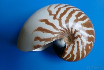 Nautilus macromphalus - 2