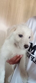 Jack Russel X Foxteriér - 2