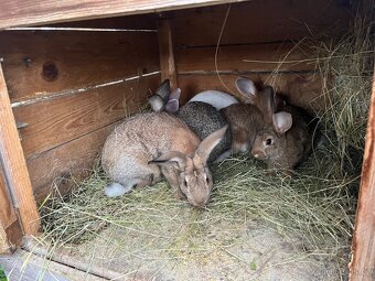Králíci - 2