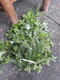 svazek větví jedle kavkazská borovice vánoční stromek - 2