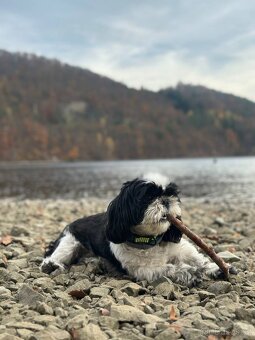 Nabízím ke krytí psa plemene Shih-tzu - 2