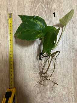 řízek rostliny: Golden Pothos Epipremnum aureum - 2