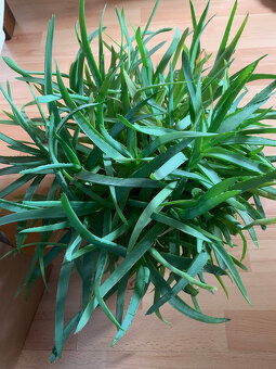 Aloe vera - 2