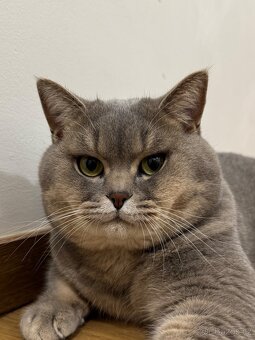 Britský kocour ke krytí - 2